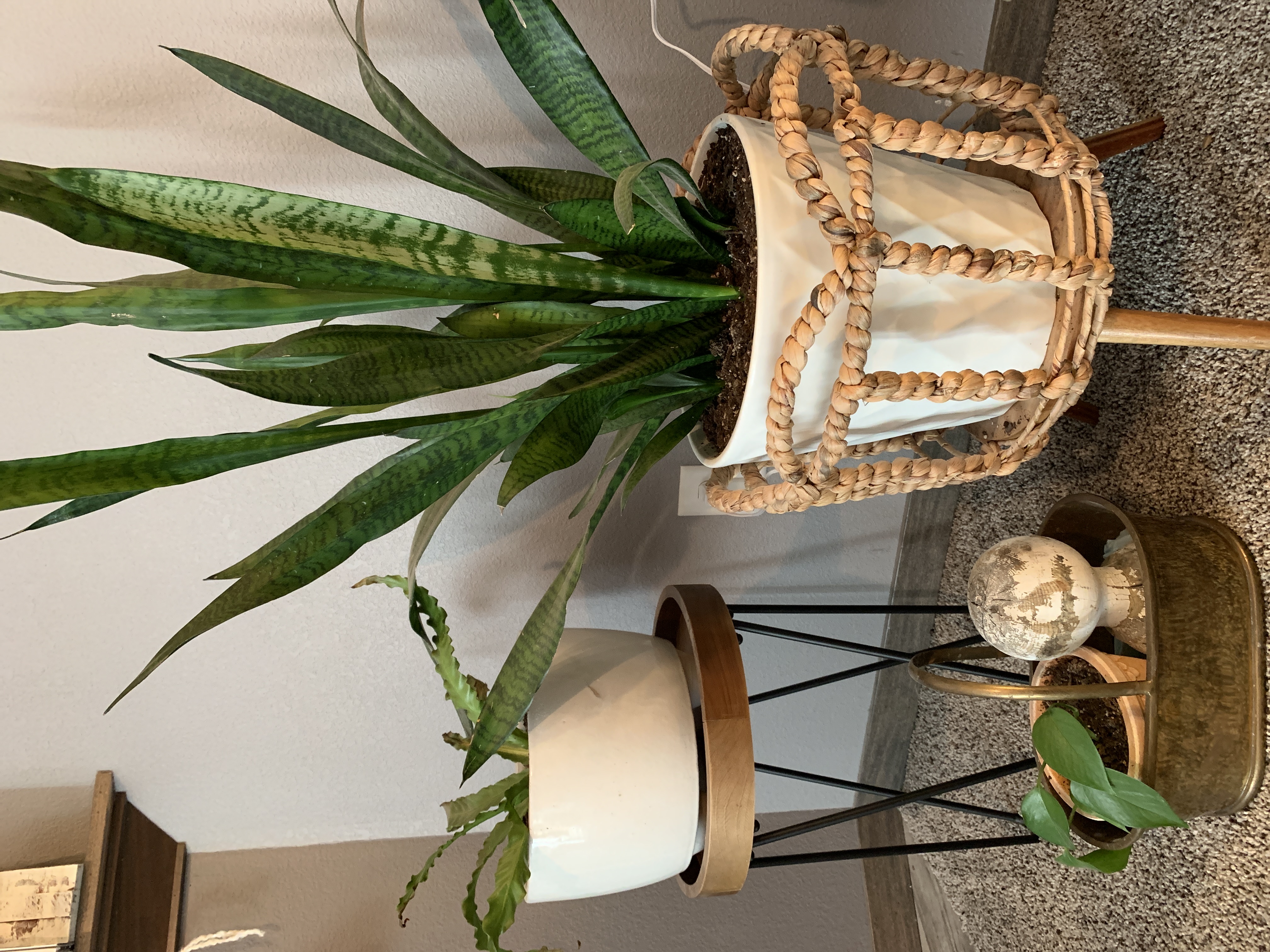 snake plant in rattan basket