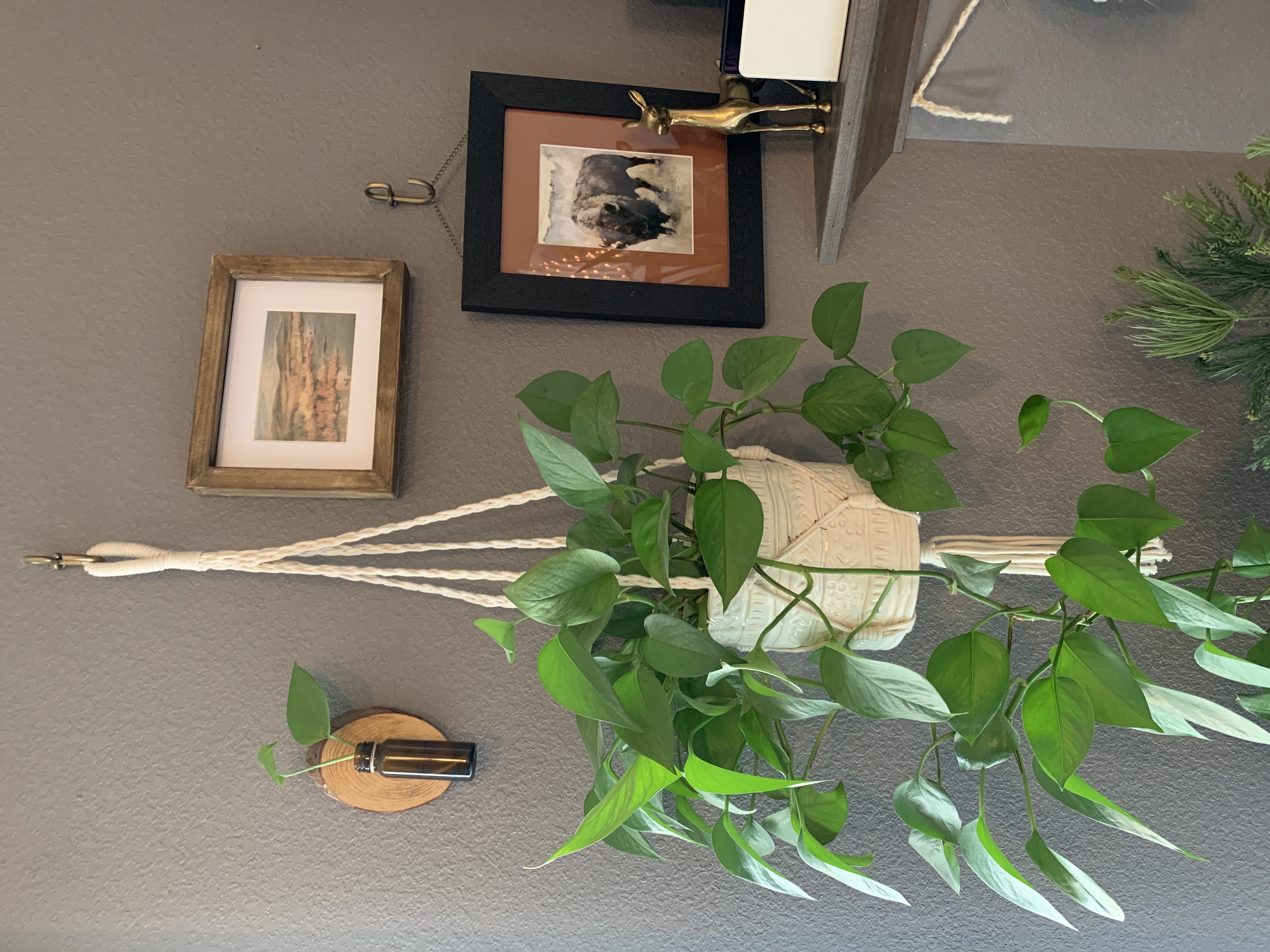 pothos plant houseplant in macrame plant hanger 
