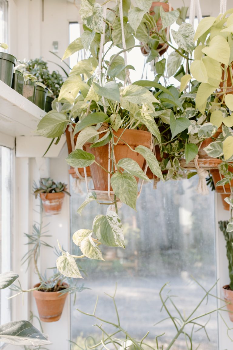 hanging plant from terra-cotta pot