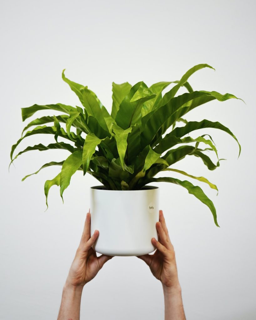 hands holding white pot with fern