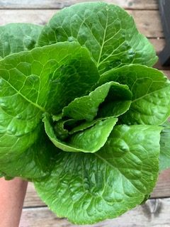 fresh garden romaine lettuce