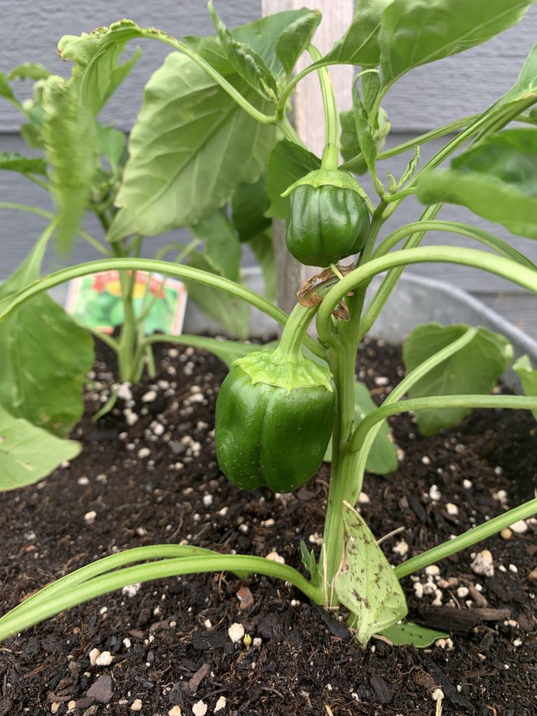 garden green peppers new growth