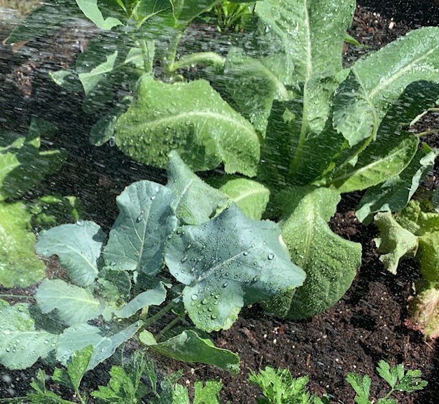 romaine lettuce in garden with water drops