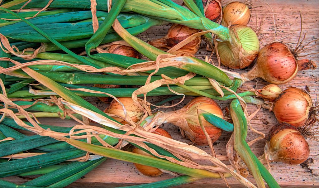 garden onions on brown wooden table